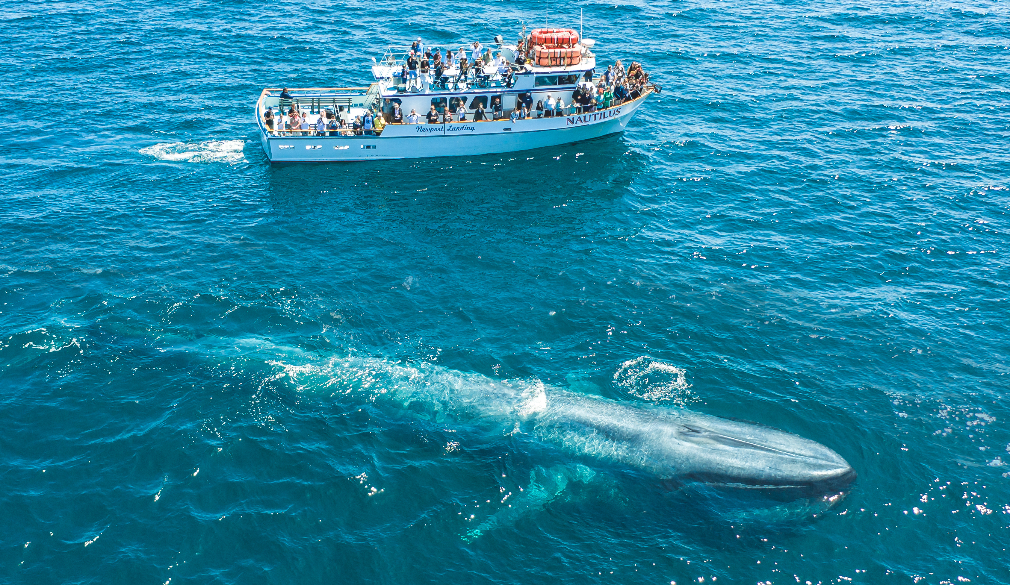 Santa-Barbara-whale-watching-cruises