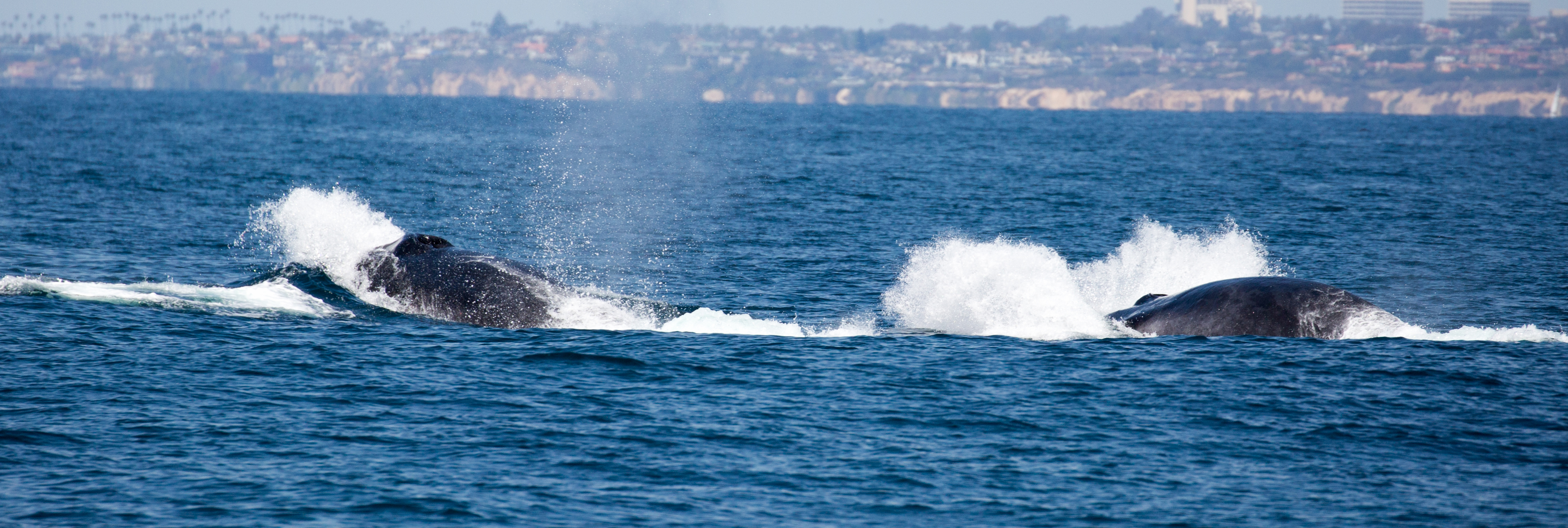 finback-whale-watching-Santa-Barbara-tours