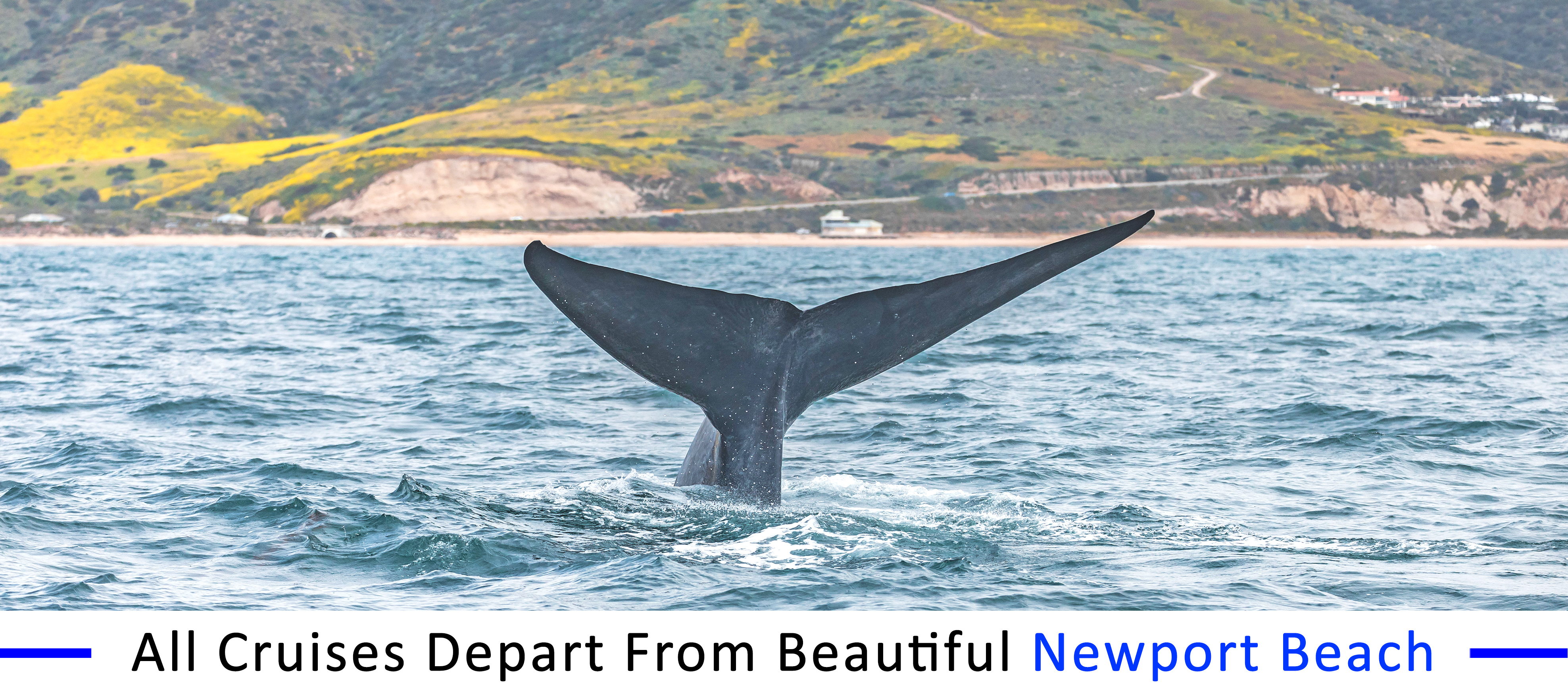 whale-watching-Santa-Barbara-group-pricing