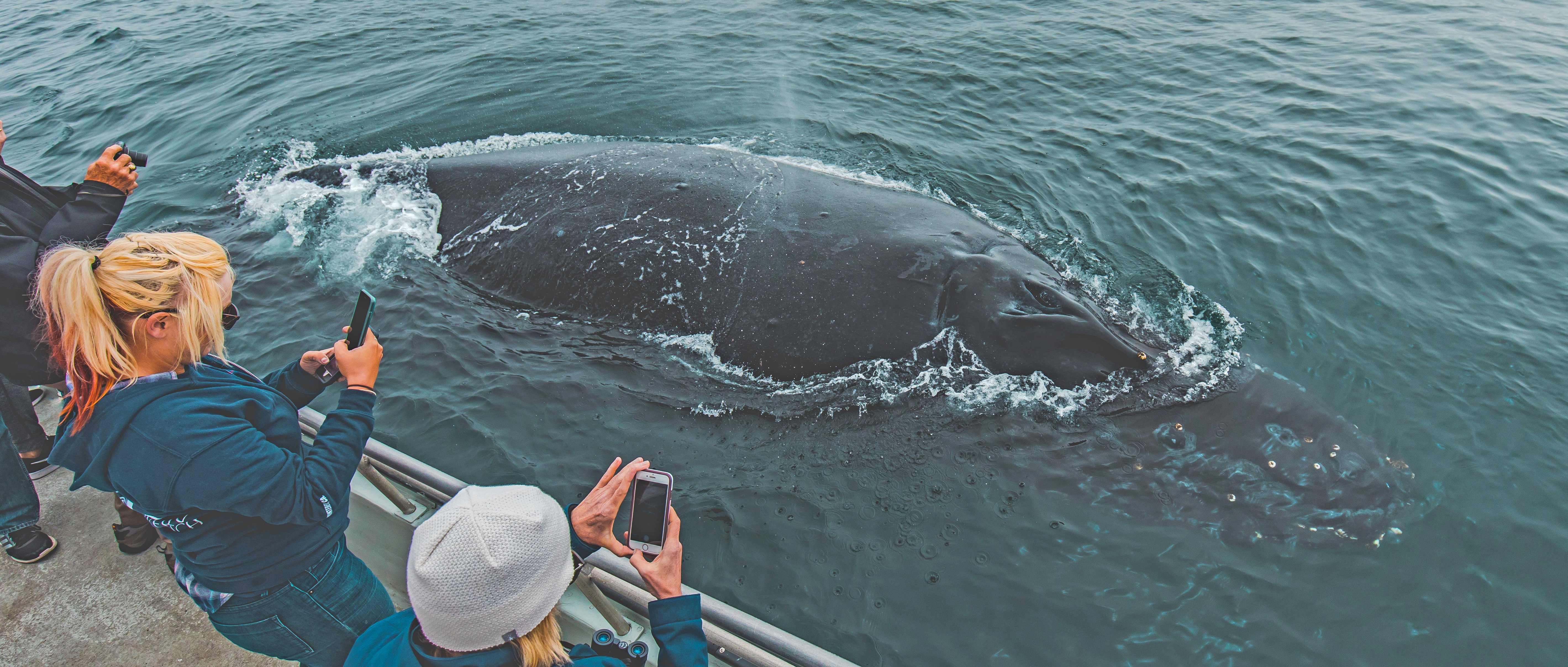 Santa-Barbara-humpback-whale-watch