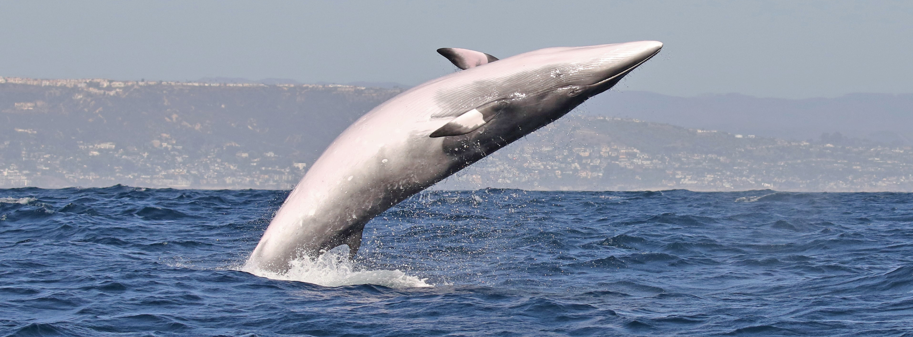 Santa-Barbara-minke-whale