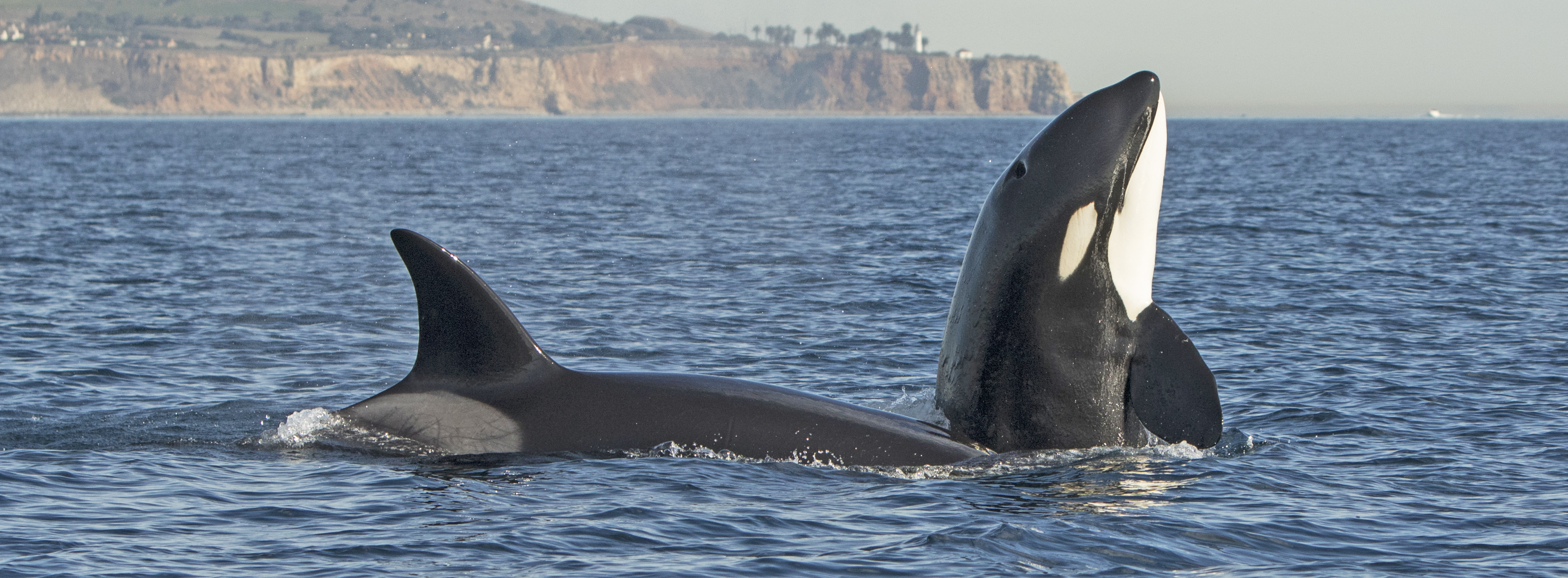 killer-whales-Santa-Barbara-trip