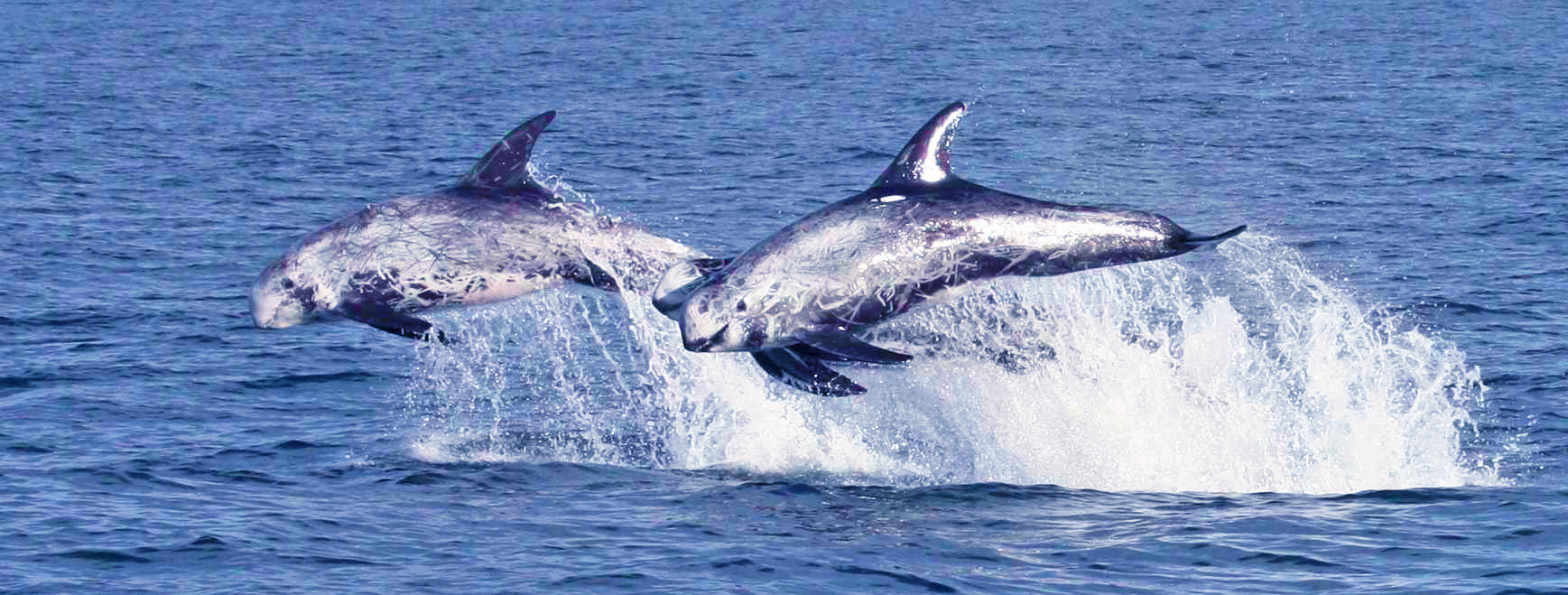 risso's-dolphin-Santa-Barbara
